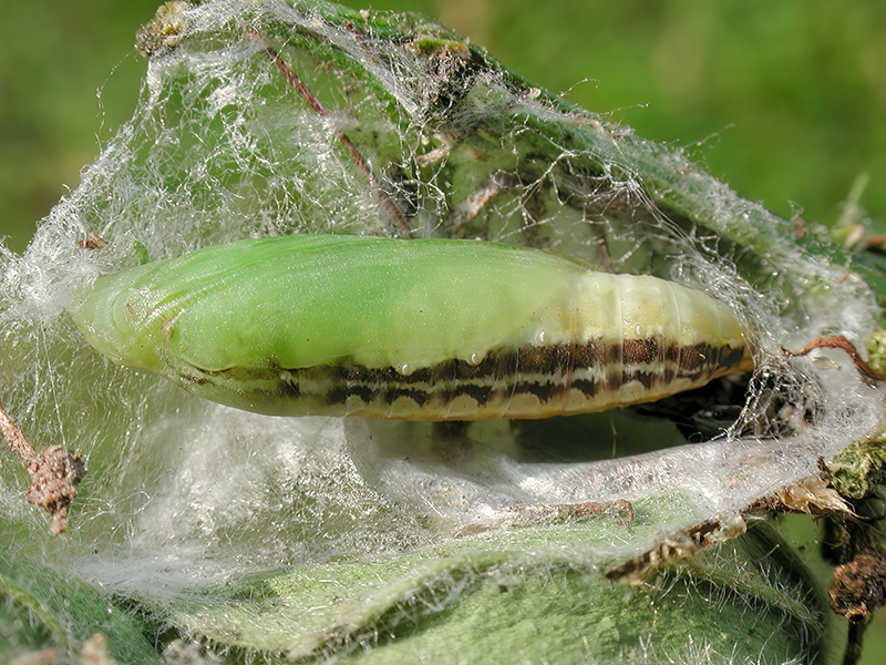 Cydalima perspectalis (Puppe)
