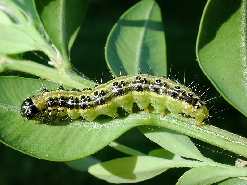 Cydalima perspectalis (Raupe)