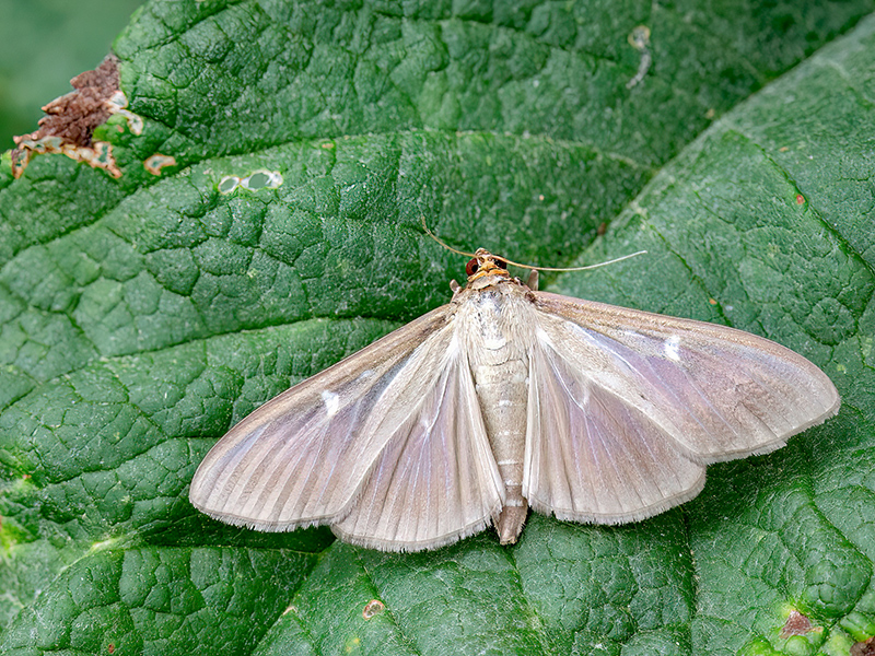 Cydalima perspectalis (Weibchen)