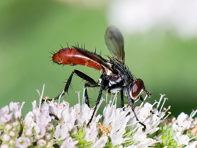 Cylindromyia bicolor