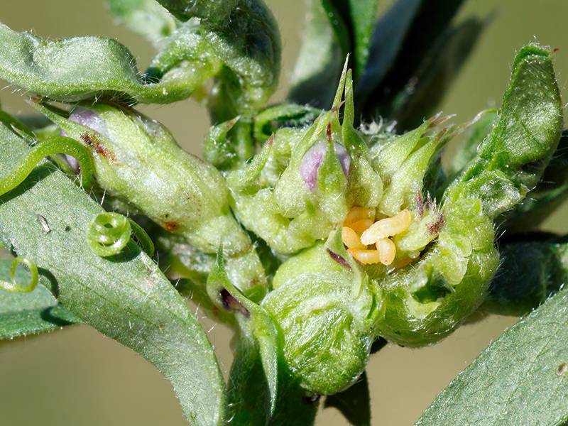 Dasineura loewiana (Larven)