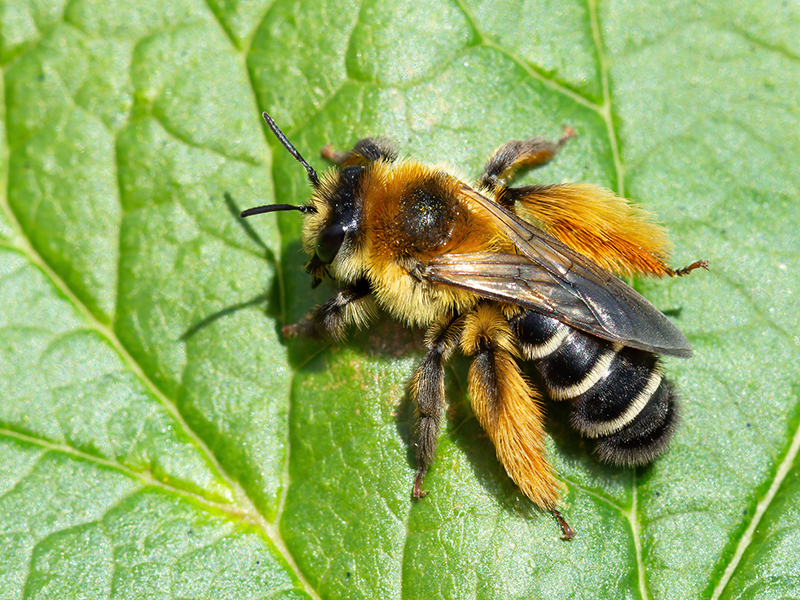 Dasypoda hirtipes (Weibchen)
