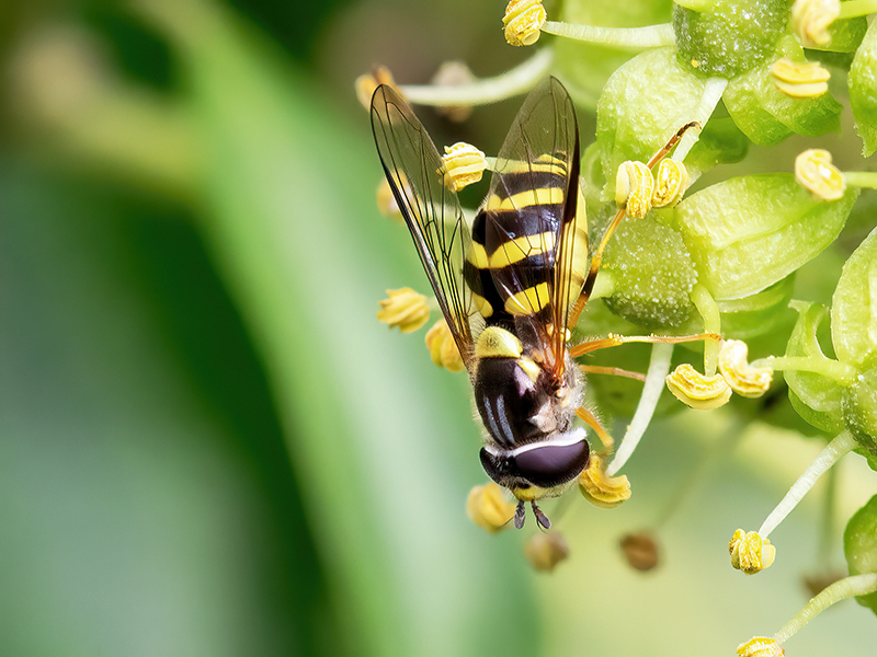 Dasysyrphus albostriatus (Weibchen)