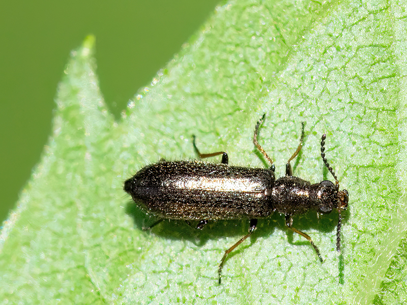 Dasytes virens