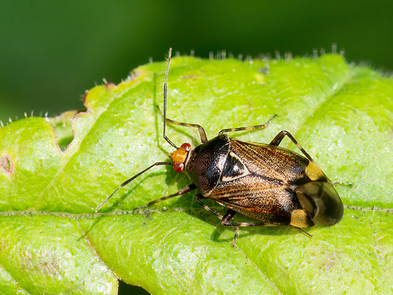 Deraeocoris flavilinea