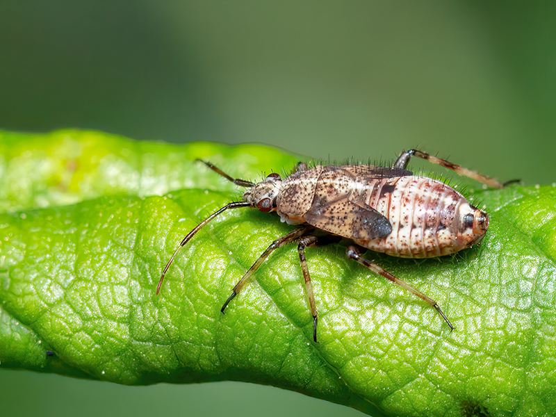 Deraeocoris flavilinea (Nymphe - Stadium L5)