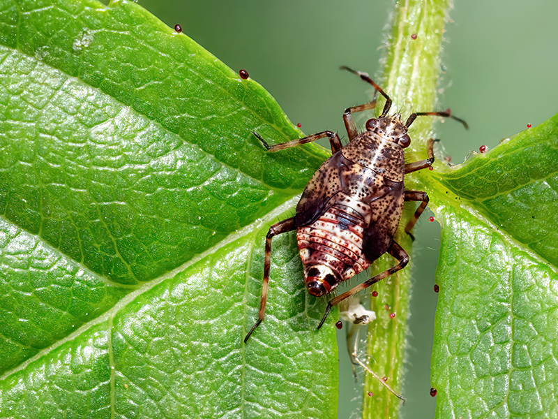 Deraeocoris flavilinea (Nymphe - Stadium L5)