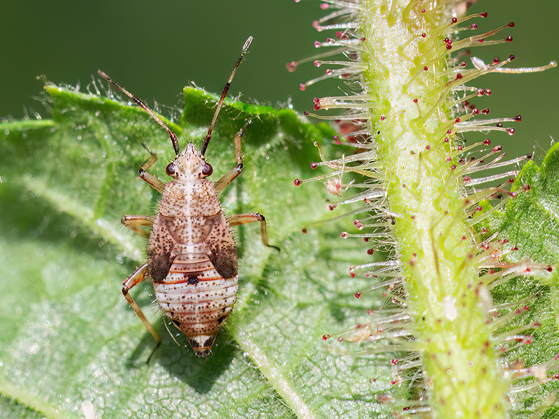 Deraeocoris flavilinea (Nymphe - Stadium L5)