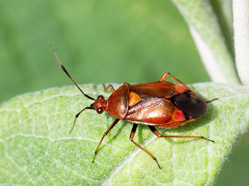 Deraeocoris ruber (Weibchen)