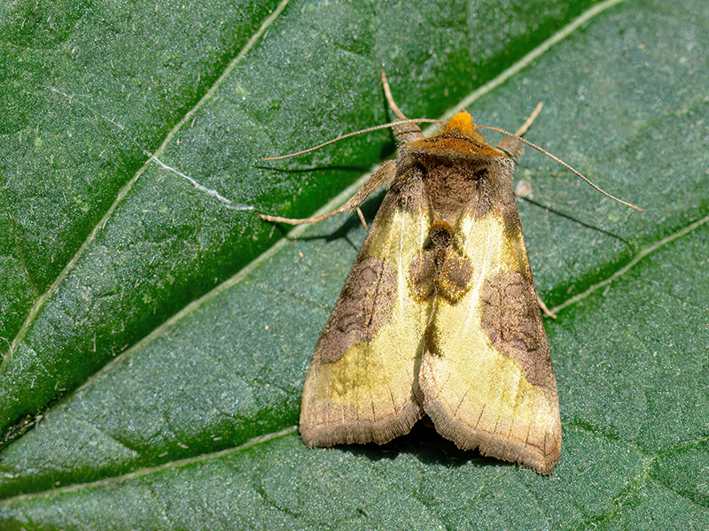 Diachrysia stenochrysis (Diachrysia chrysitis-Komplex)