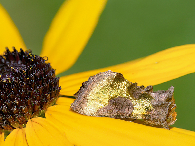 Diachrysia stenochrysis (Diachrysia chrysitis-Komplex)