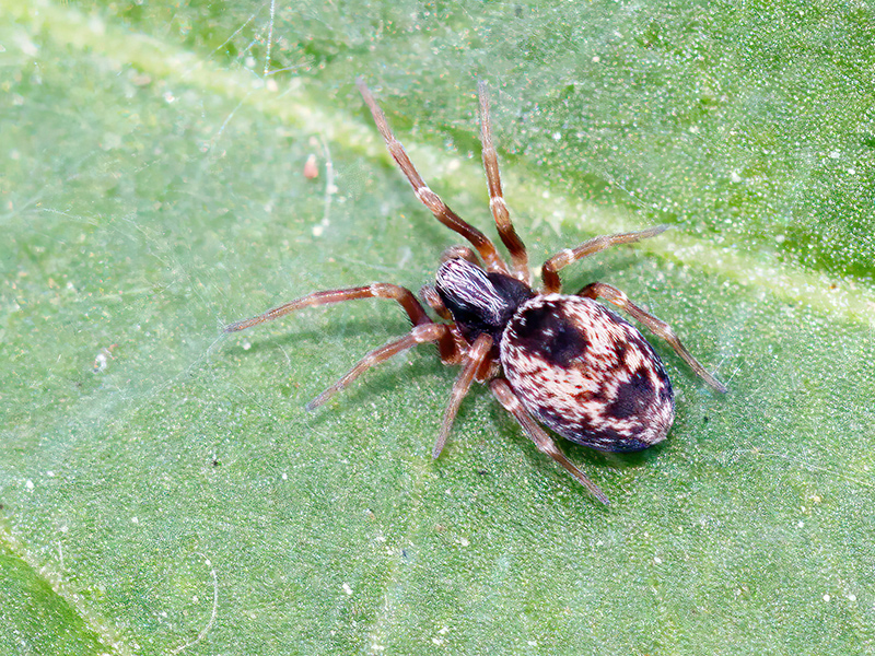 Dictyna uncinata