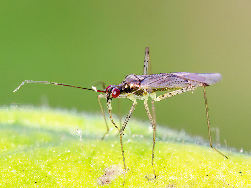 Dicyphus errans