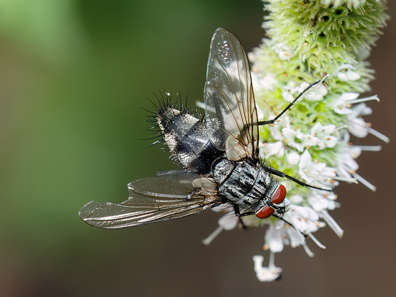 Dinera ferina (Männchen)