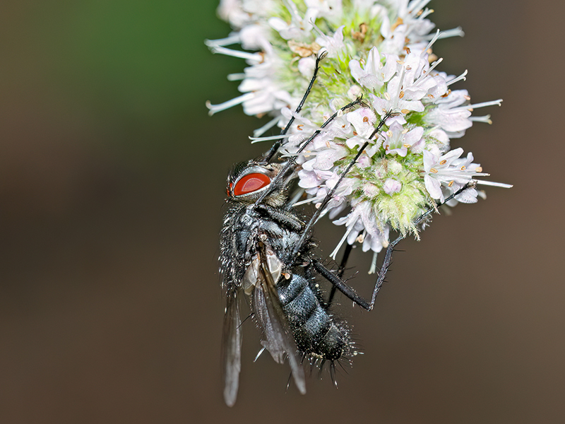 Dinera ferina (Männchen)