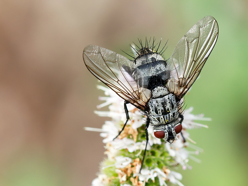 Dinera ferina (Weibchen)