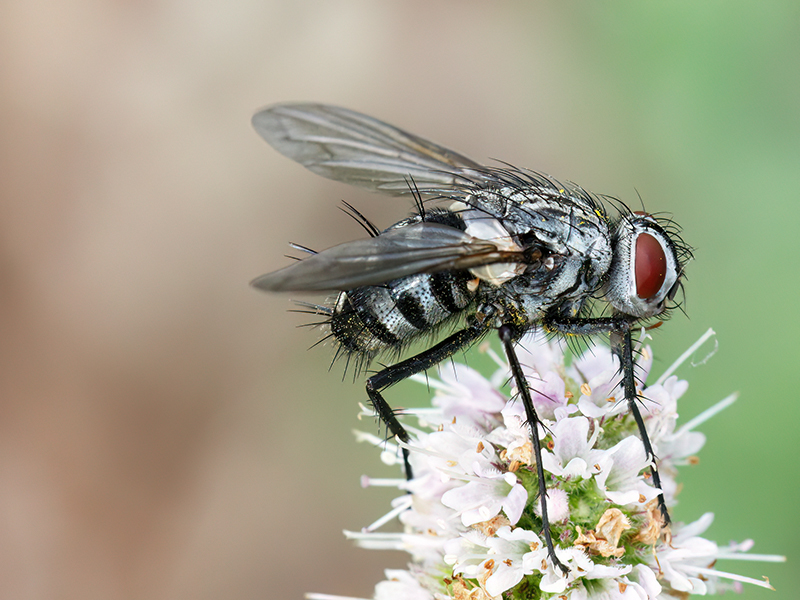 Dinera ferina (Weibchen)