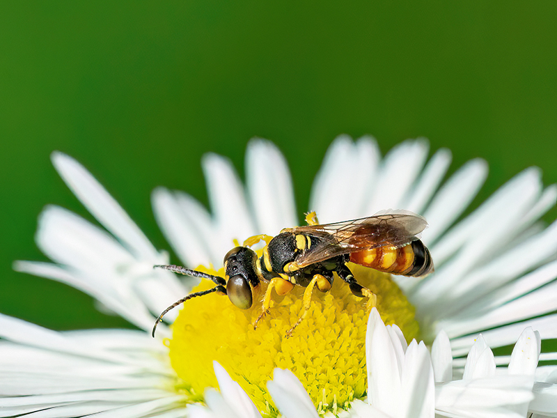 Dinetus pictus (Männchen)