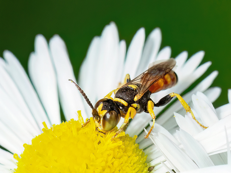 Dinetus pictus (Männchen)