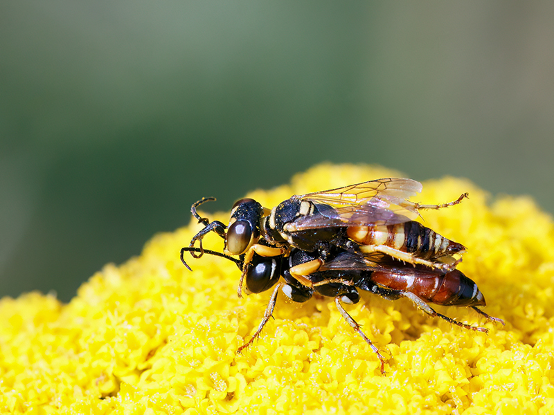 Dinetus pictus (Paarung)