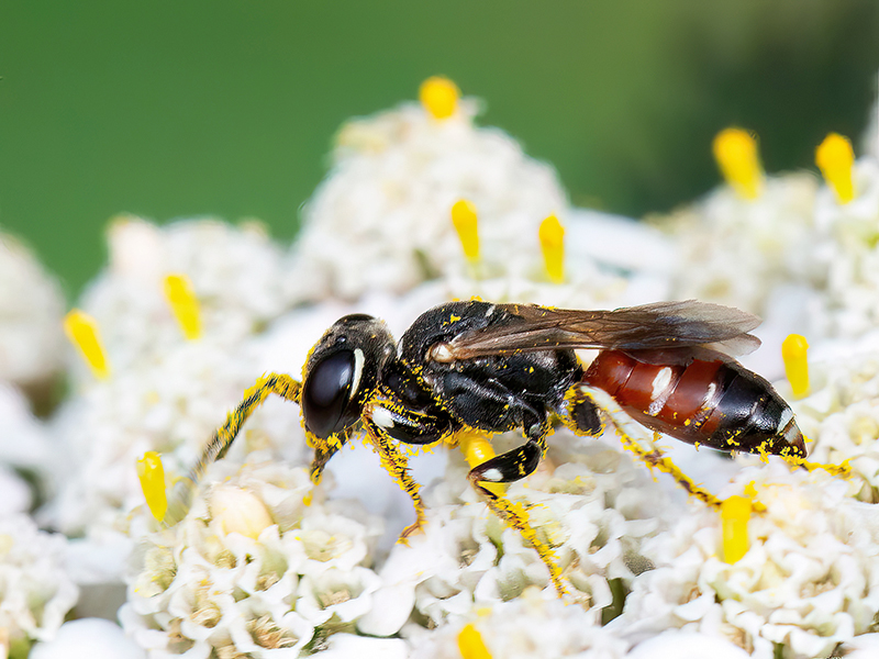 Dinetus pictus (Weibchen)