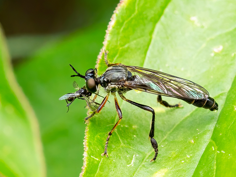 Dioctria hyalipennis (mit Beute)
