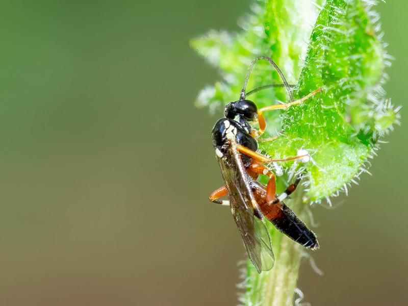 Diplazon laetatorius
