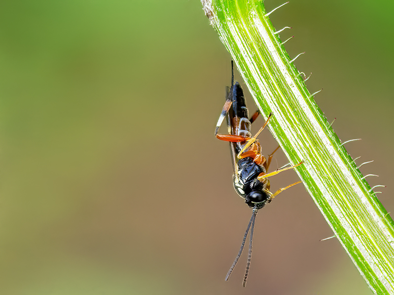 Diplazon laetatorius