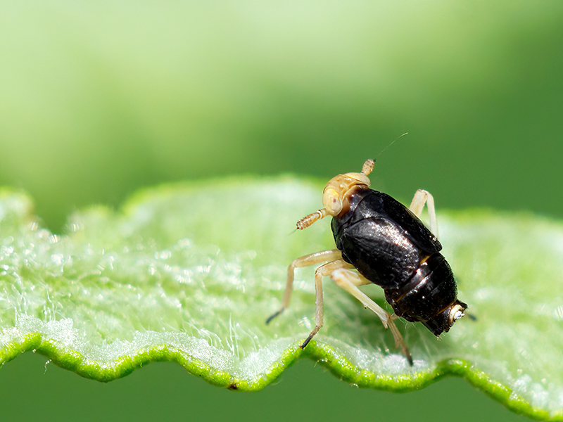 Ditropis pteridis (Männchen)