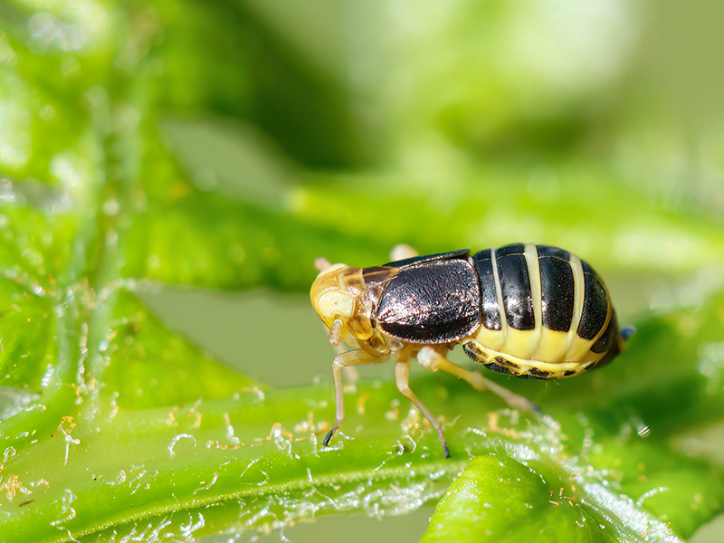 Ditropis pteridis (Weibchen)