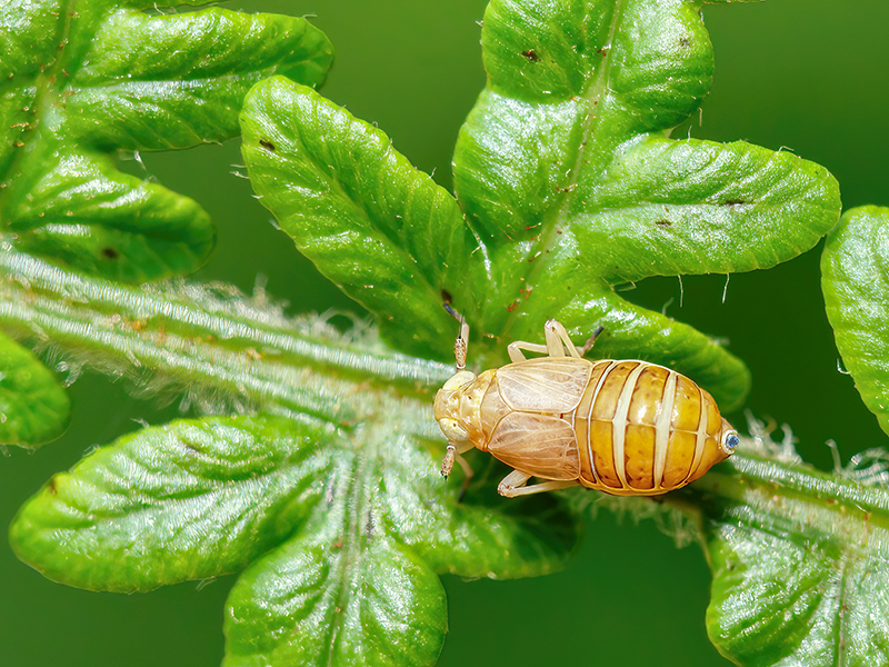 Ditropis pteridis (weibliche Nymphe)