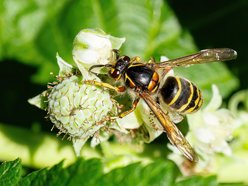 Dolichovespula media (Arbeiterin)