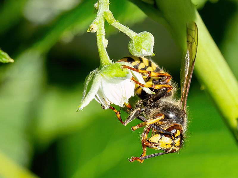 Dolichovespula media (Arbeiterin)