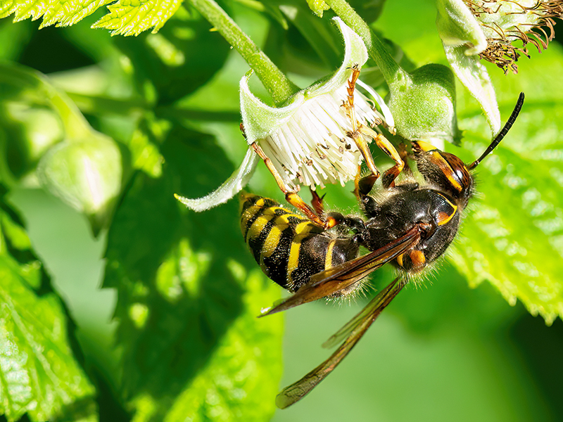 Dolichovespula media (Arbeiterin)