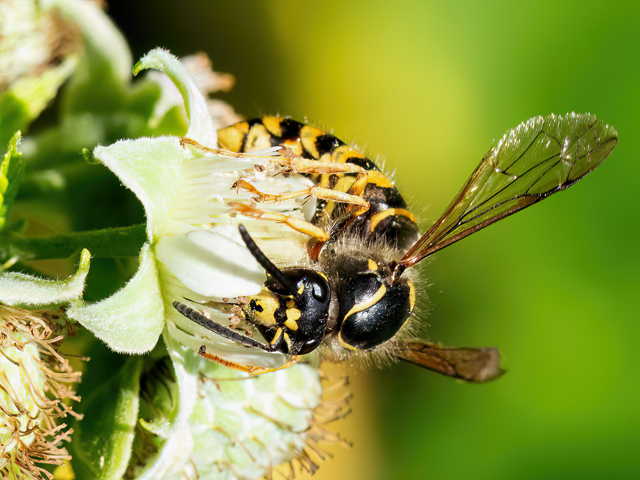 Dolichovespula saxonica