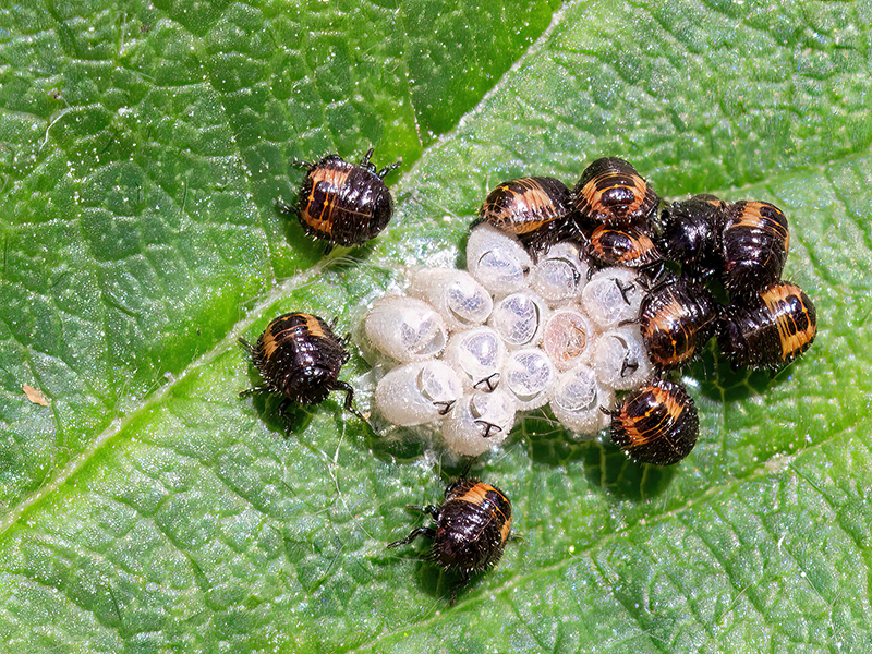 Dolycoris baccarum (Jungnymphen)