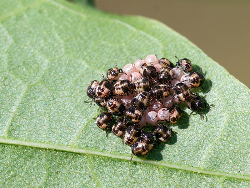 Dolycoris baccarum (Jungnymphen)