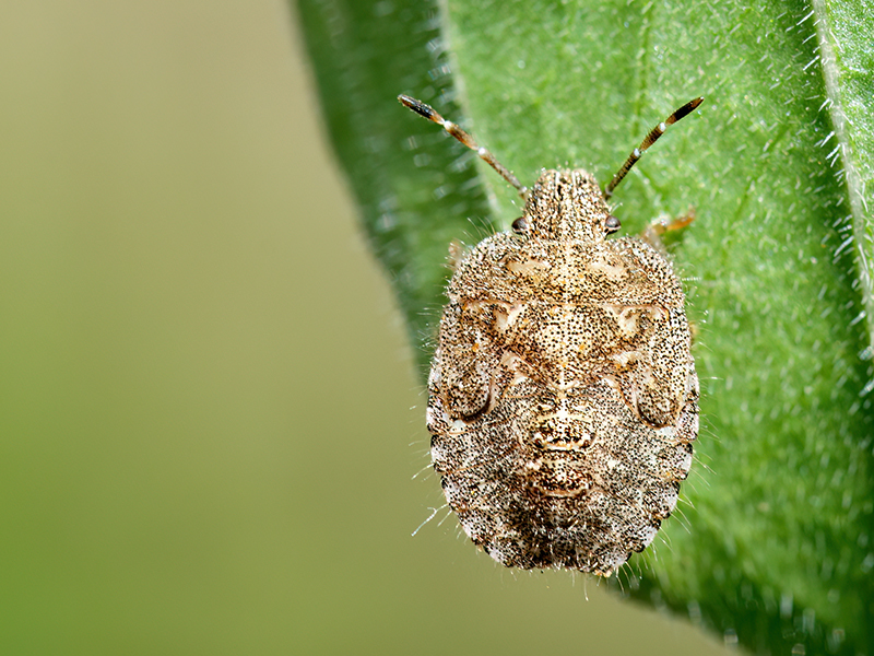 Dolycoris baccarum (Nymphe)