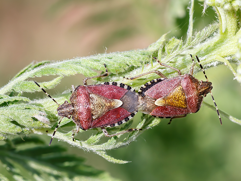 Dolycoris baccarum