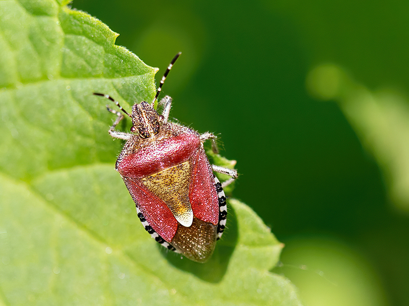 Dolycoris baccarum (Rote Form)