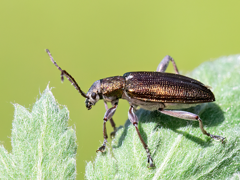Donacia simplex