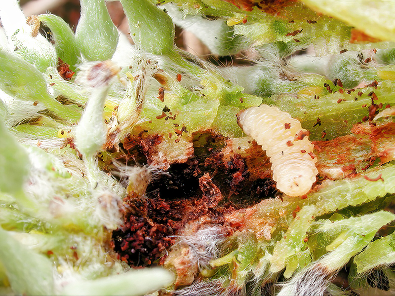 Dorytomus taeniatus (Larve)