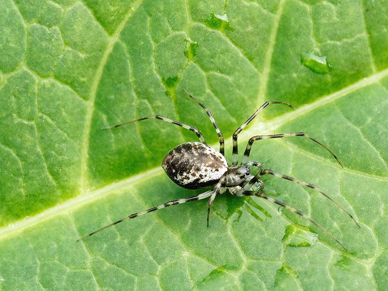 Drapetisca socialis (Weibchen)