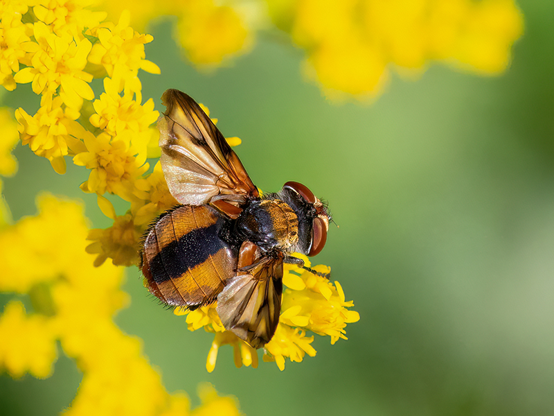 Ectophasia crassipennis (Männchen)
