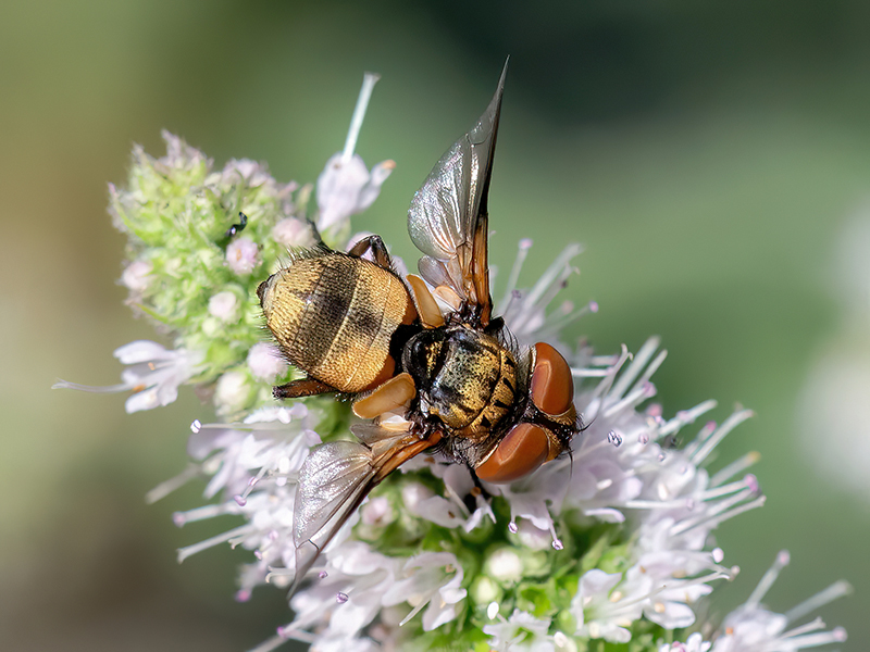 Ectophasia crassipennis (schwach gezeichnetes Weibchen)