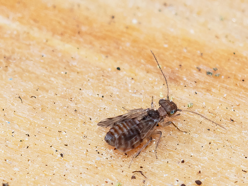 Ectopsocus cf. petersi (Weibchen)