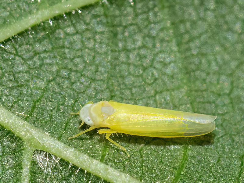 Edwardsiana cf. avellanae