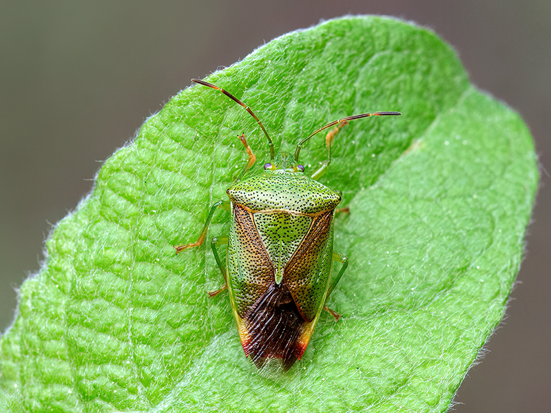 Elasmostethus minor