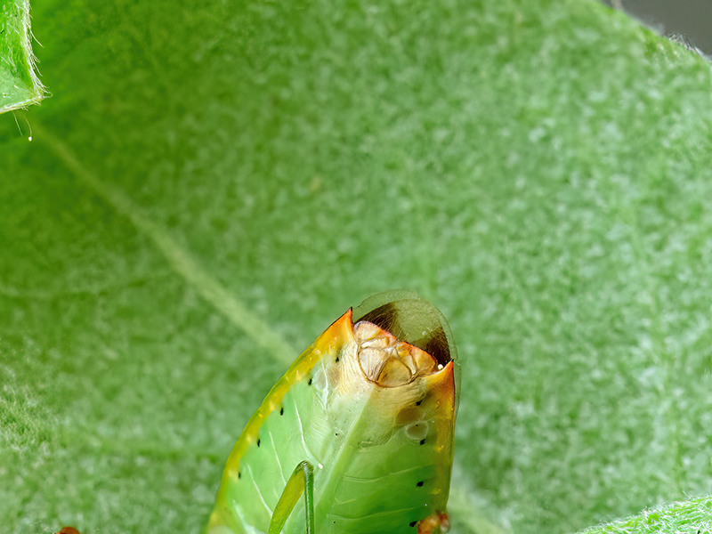 Elasmostethus minor (ventrale Ansicht)