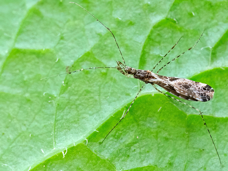 Empicoris culiciformis